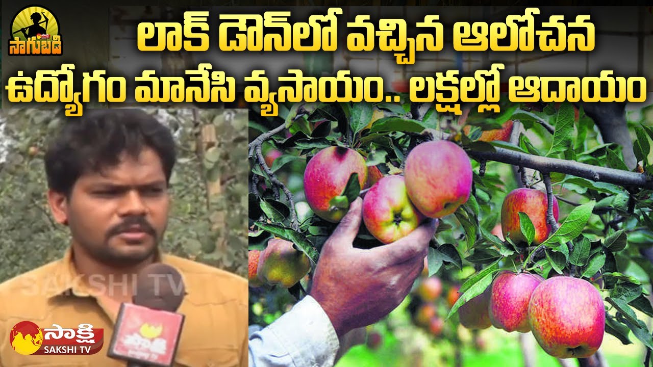 Young Farmer Success Story Cultivation of Shimla Apple Ber Farming | Sakshi TV Sagubadi