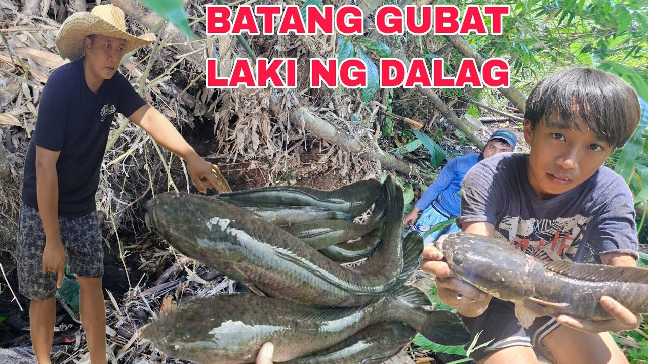 Malaking Bato Tinirahan ng MAMAW na dalag Huli...Jackpot