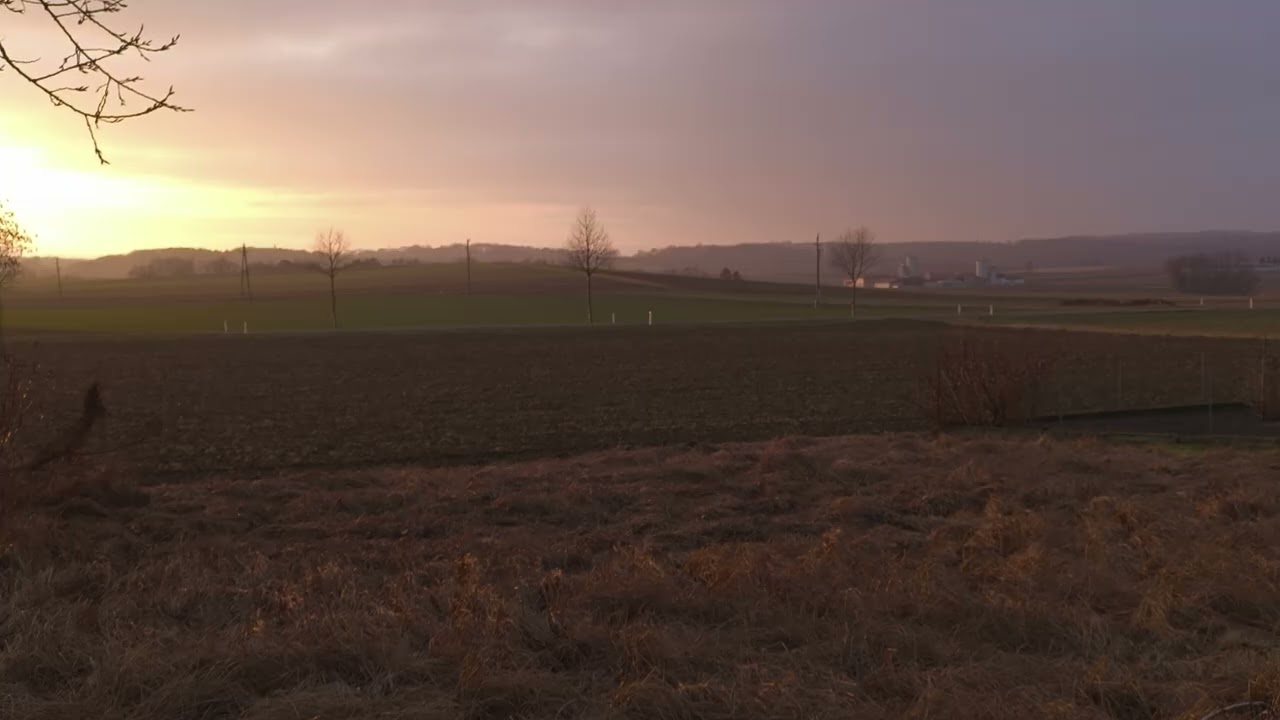 Golden Sunset Field | Soft Evening Light | Real Time | 5 Min | Silent