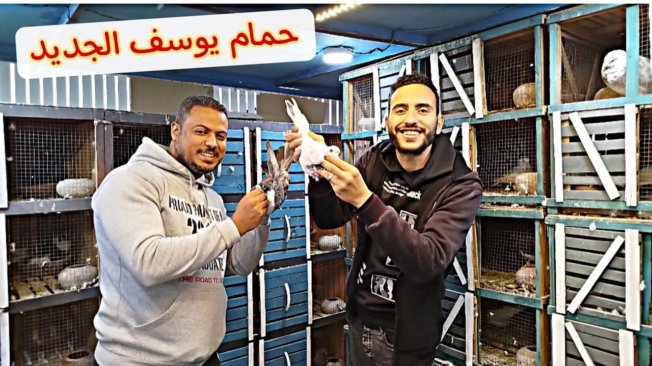 #زيارة ليوسف صبحي💥عامل شويه حمام عظمه🔥🔥✅#pigeon 
