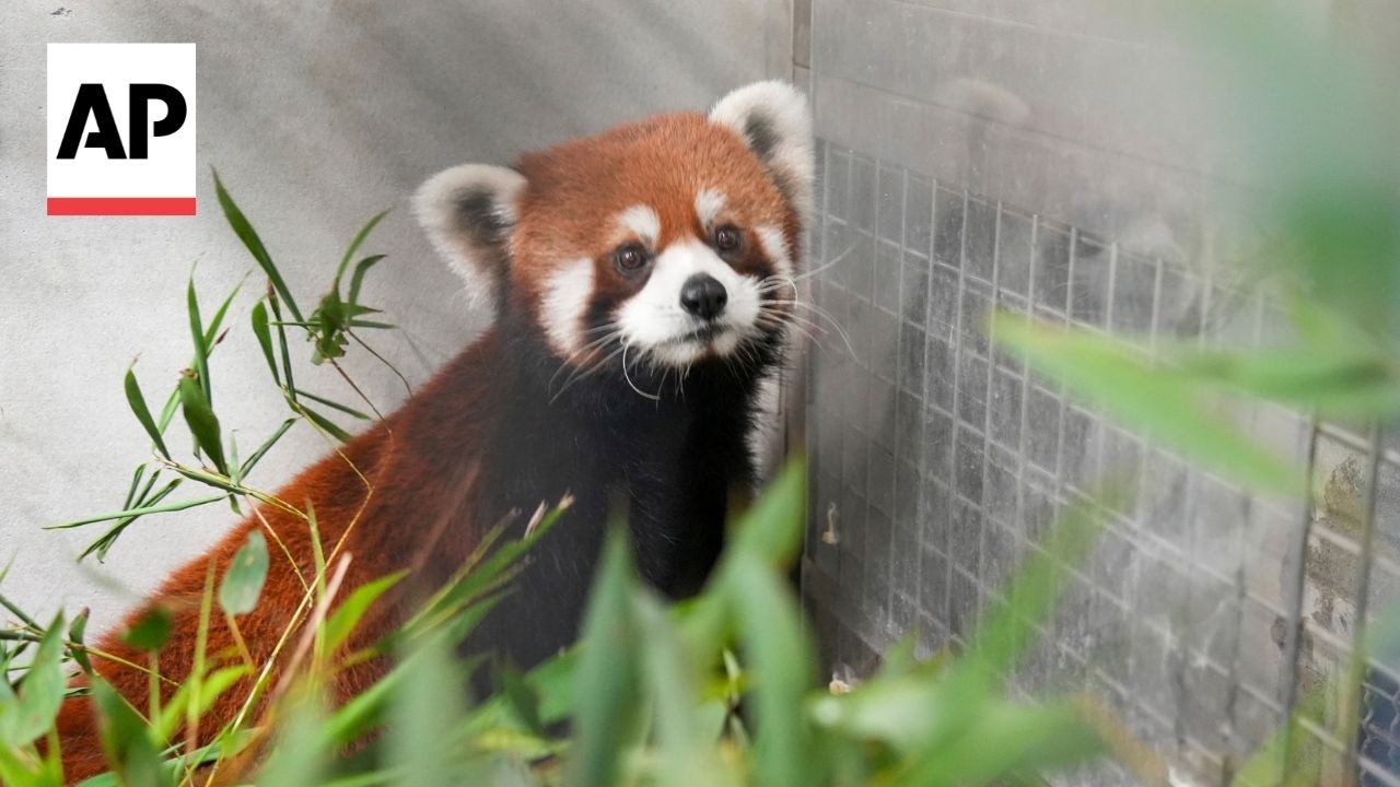 Red pandas arrive in Taiwan from China in rare cross-Strait zoo exchange