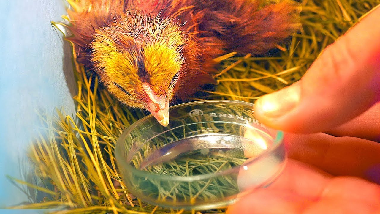QU'EST-IL ARRIVÉ AU POULET NÉ DANS UN VERRE ?