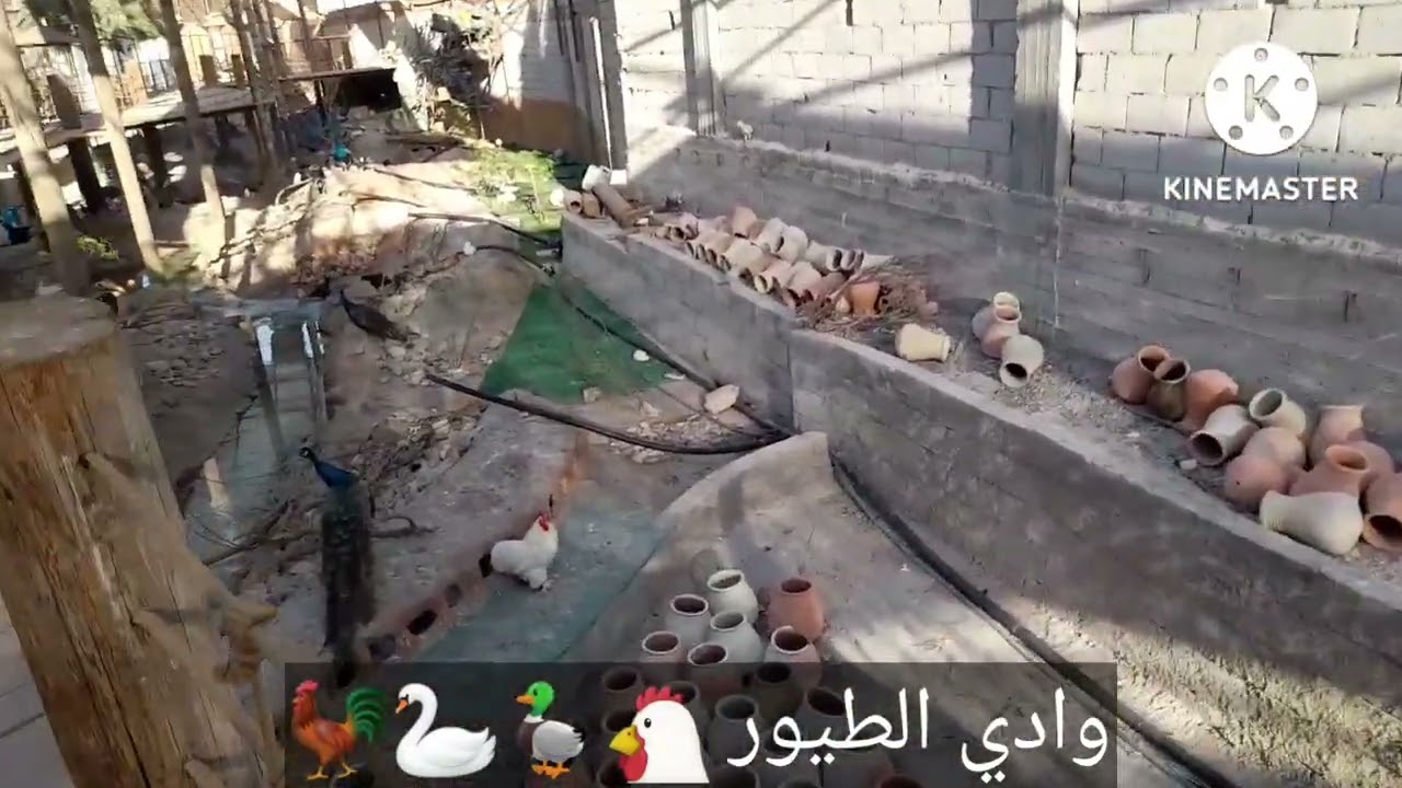 وادي الطيور في القرية العالمية للحيوانات  الرصيفة الاردن #Come_ to_Jordan