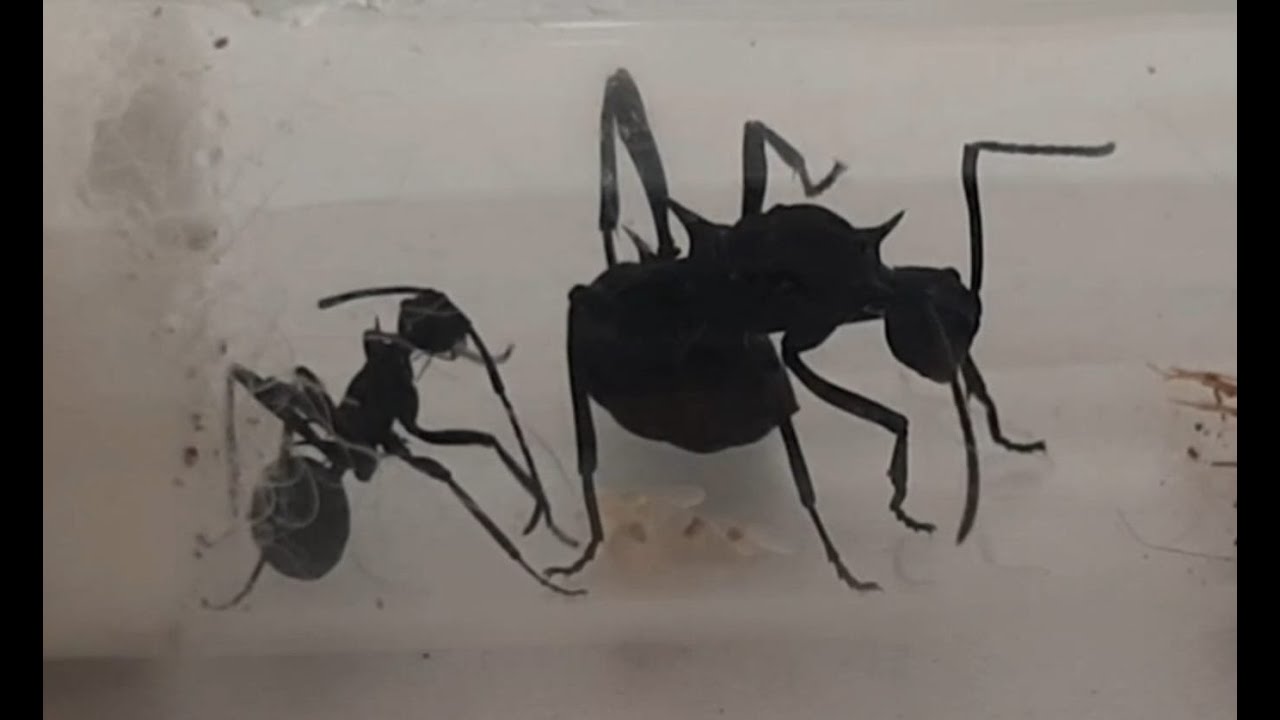 Polyrhachis armata Haltung