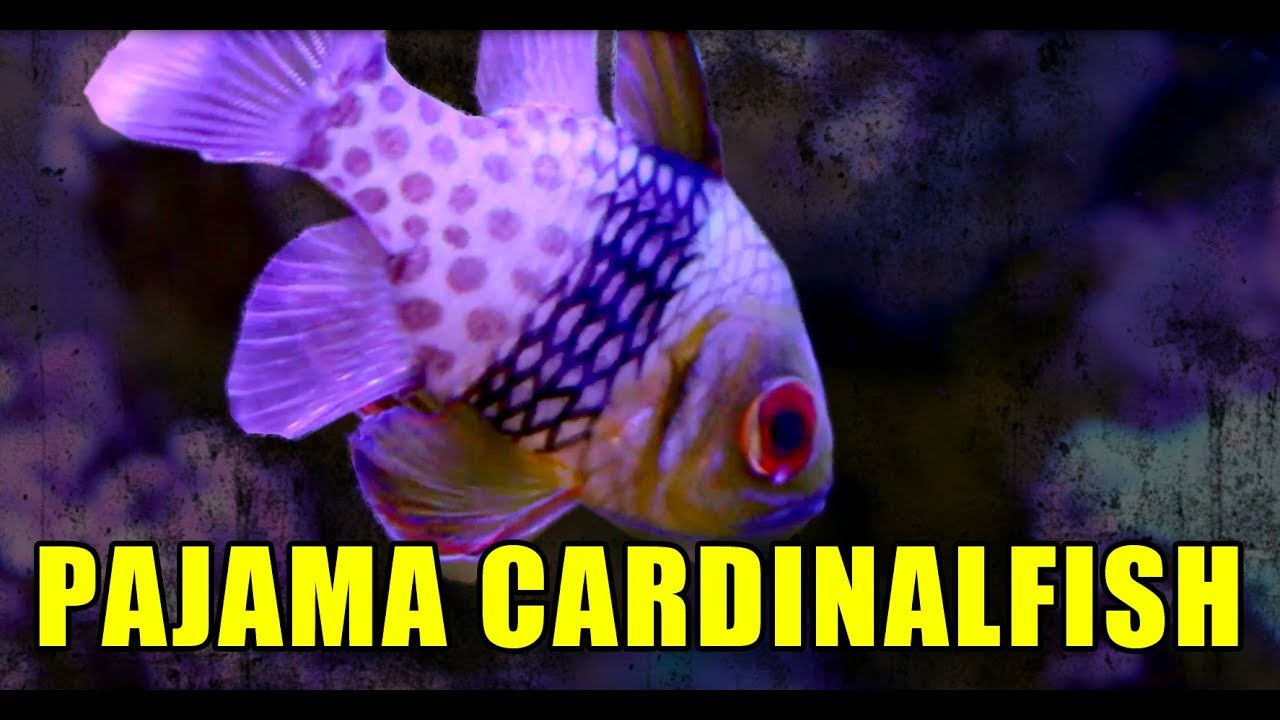PAJAMA CARDINAL FISH IN MY REEF TANK!
