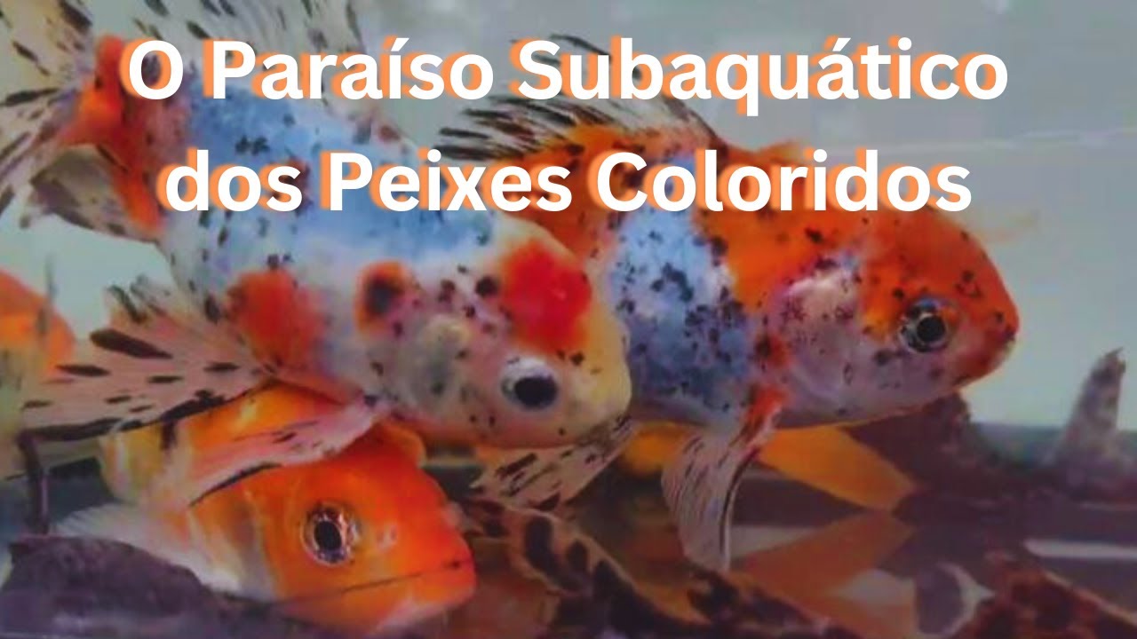 Mergulhe na Magia | Descubra o Paraíso Subaquático dos Peixes 🐠 Coloridos