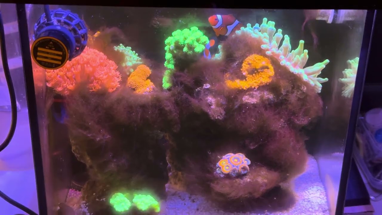 新手必看！珊瑚擺放位置與燈光指南 ｜ 魚糧竟然會引發髮絲藻？