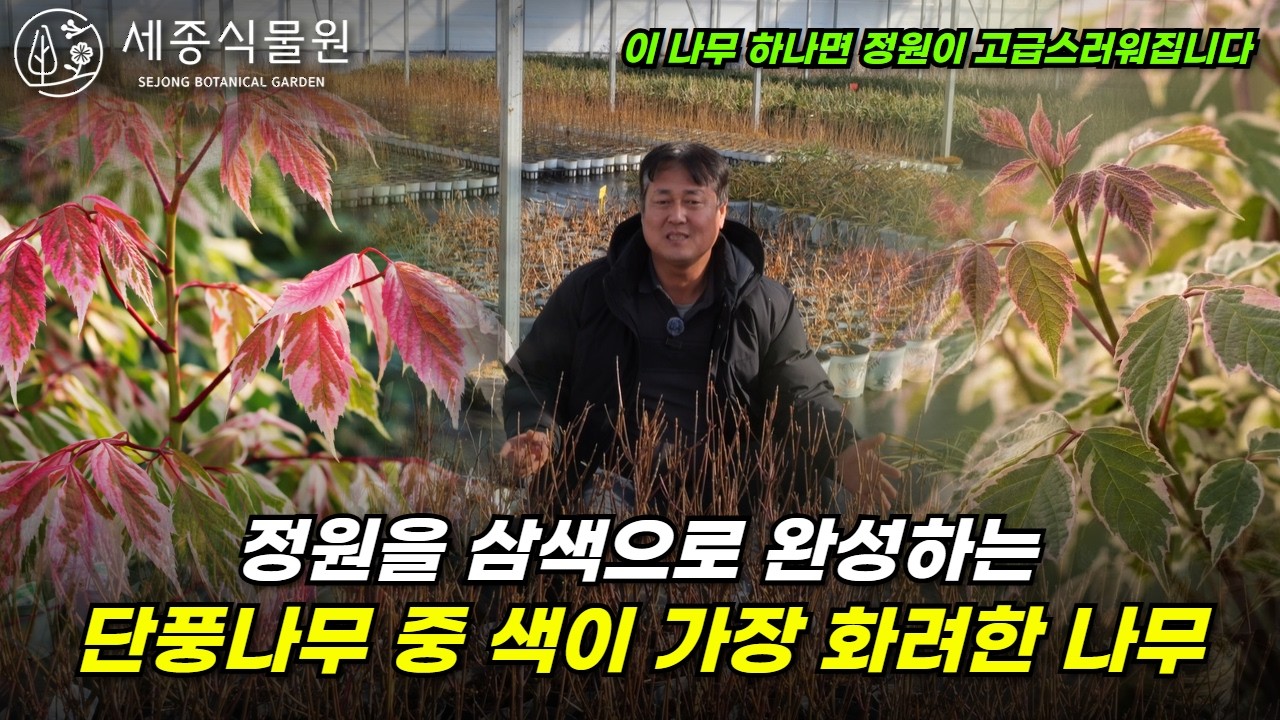 정원을 삼색으로 완성하는 단풍나무 중 색이 가장 화려한 나무 #단풍 #정원 #세종식물원