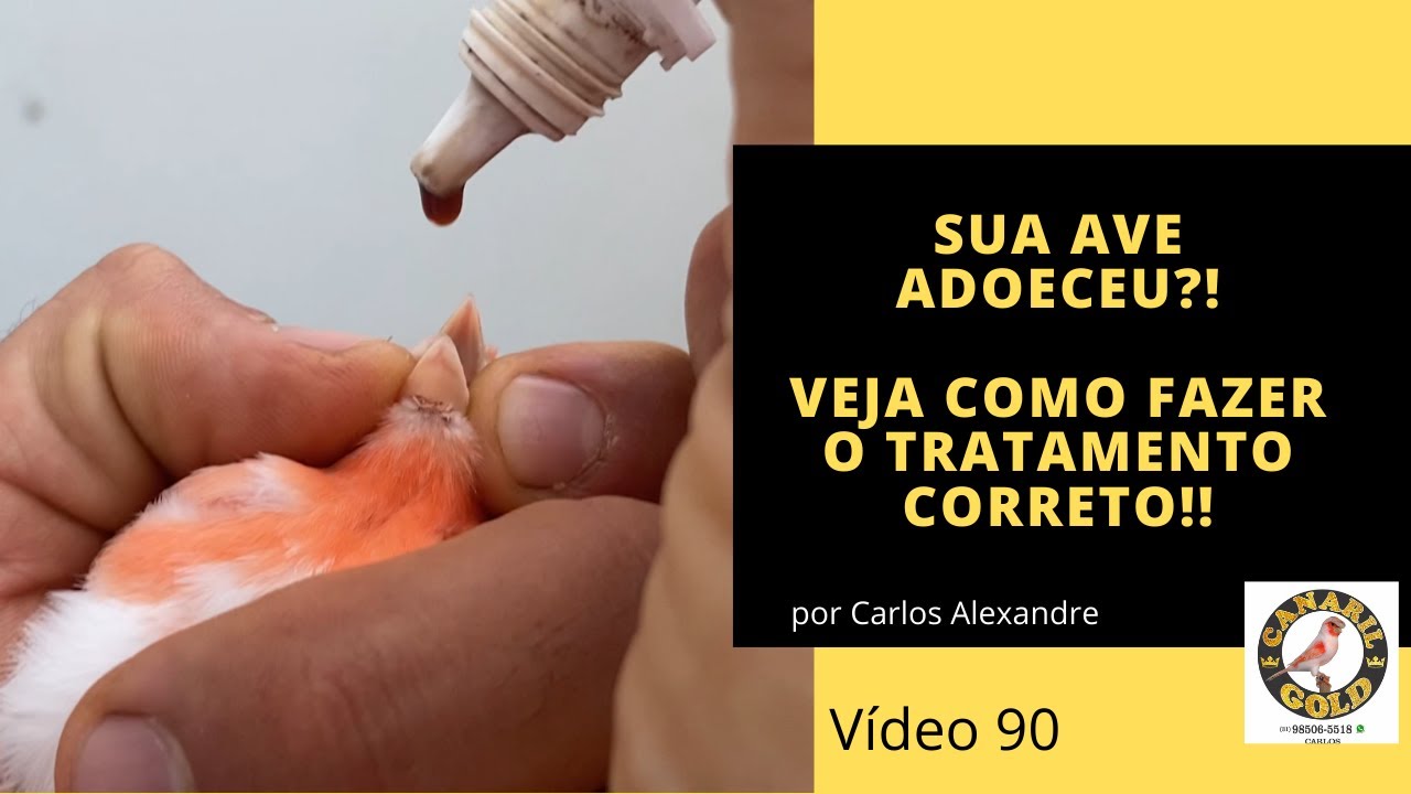 ESSES 2 MEDICAMENTOS NÃO FALTAM NO CANARIL!
