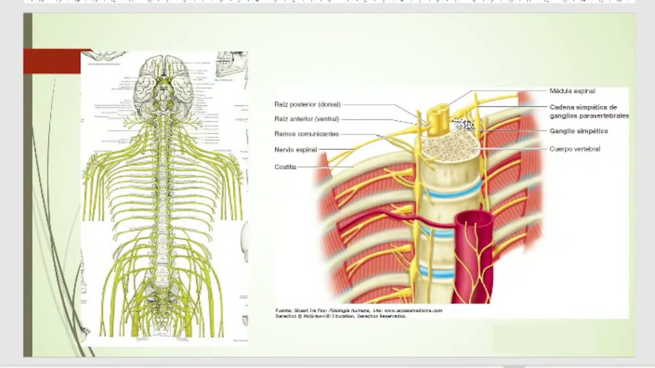 NERVIOS, ESTRUCTURA, PERIFERICO, MEDULA ESPINAL, RAMAS DORSALES Y ANTERIORES, PLEXO CERVICAL