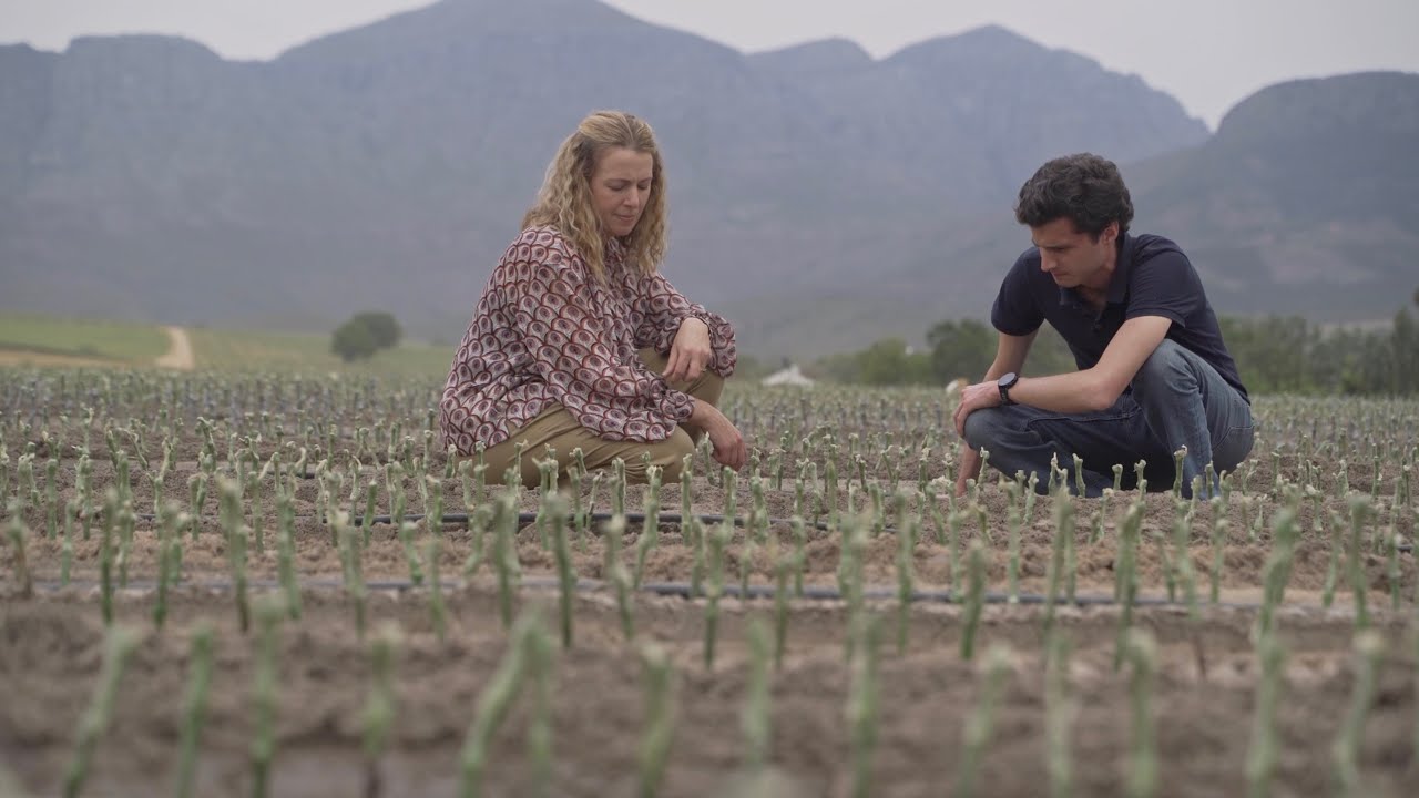 Heritage vineyards, heritage grapes and social upliftment of a farm community | Bosman Wines