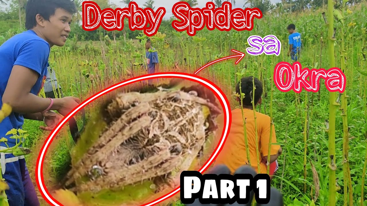 Spider Hunting / (Part 1) Gagamba sa Okra Pangtimbangan / Dami naming na huli /#gagam pet
