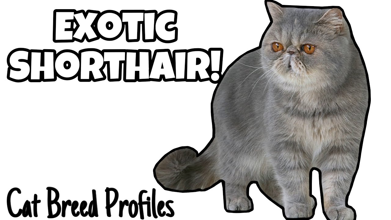 Exotic Shorthair! - Cat Breed Profiles -