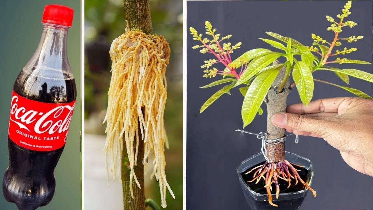 Experts Kept This Hidden! 2 New Mango Breeding Techniques