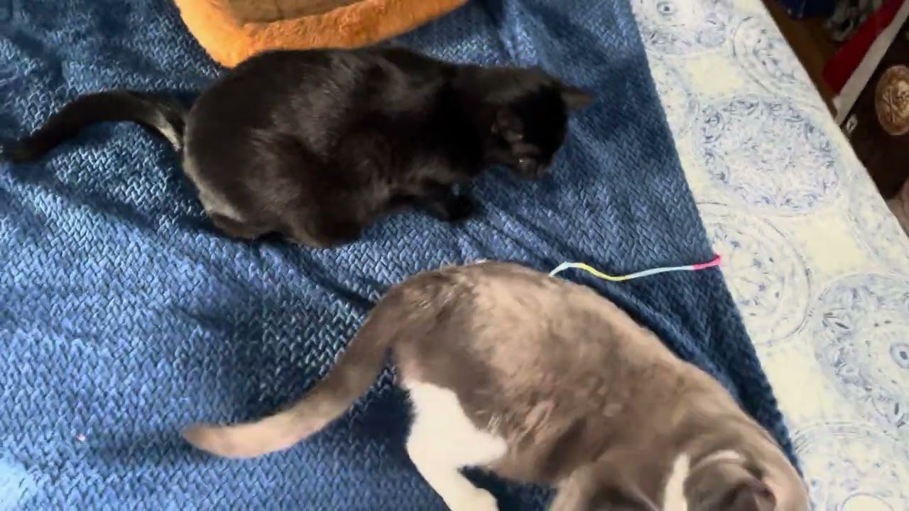 Predator Mode Activated