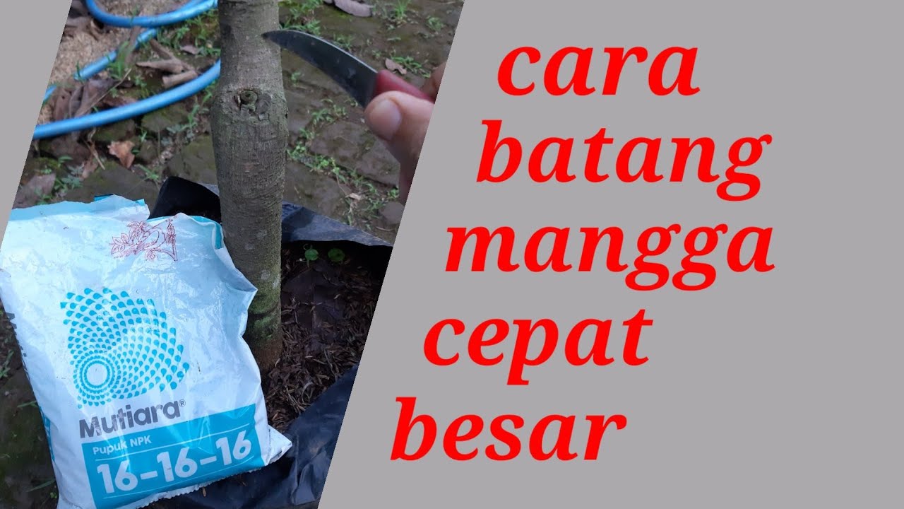 TIPS MEMBESARKAN BATANG MANGGA
