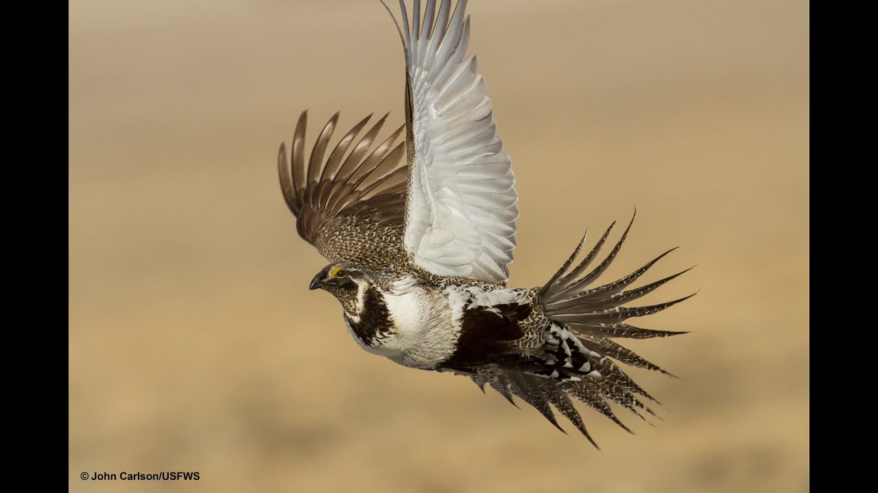 Sage Grouse 101 - What do we know about these mysterious birds native to Idaho?