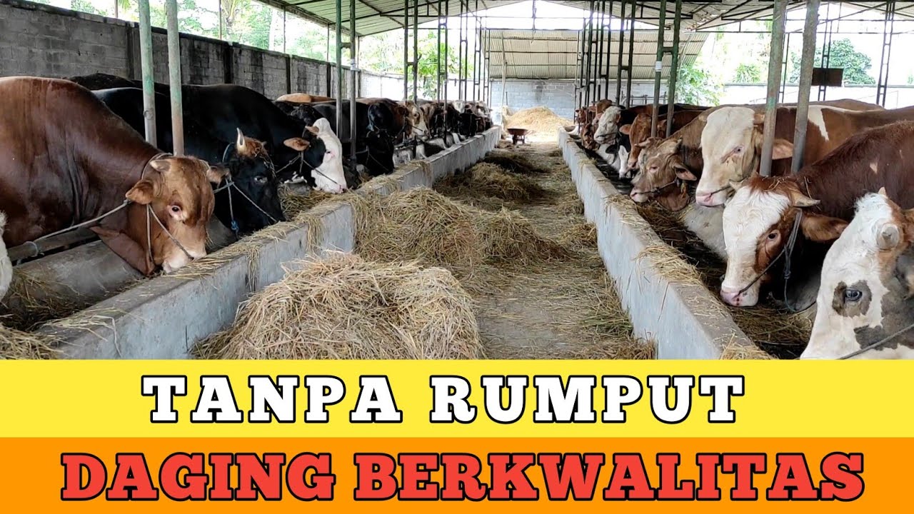 Peternakan Sapi Penggemukan / Fattening Tanpa Rumput Daging berkwalitas