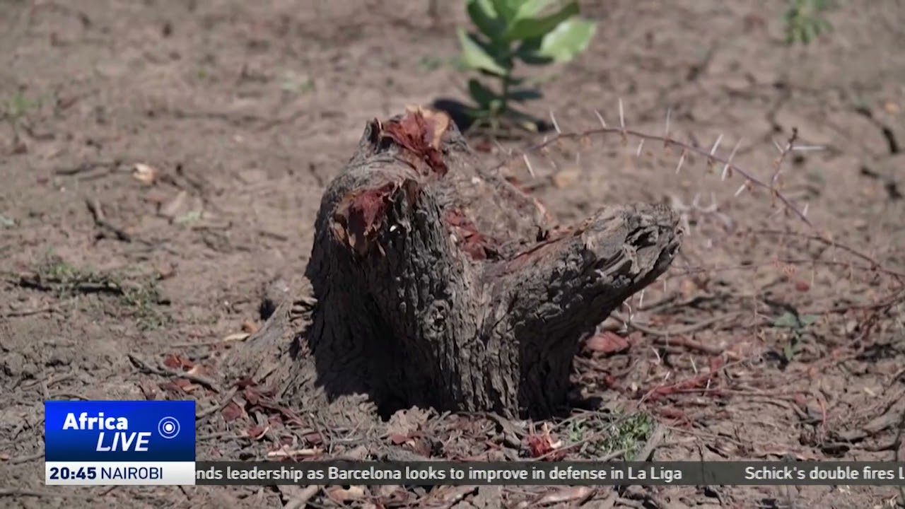 Illegal logging deepens Sudan’s environmental crisis
