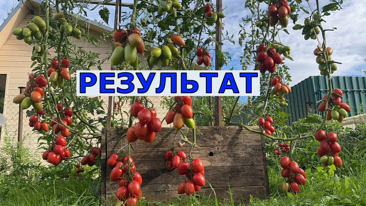 Эксперимент Томат в 9 стеблей 40 кг плодов в ОГ Подмосковье