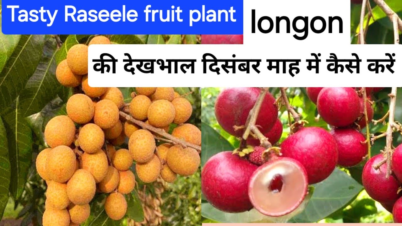 very Juicy Rare Fruit Plant Longon's care & Tips | How to care Rare longon plant in December month