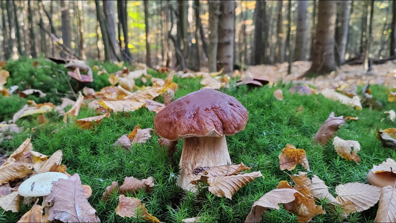 Zabrałem rodziców na grzyby