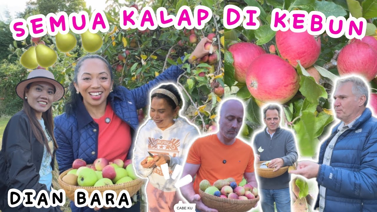 AUTO KALAP‼️DI KEBUN PRIBADI @DianBara  YG BERHEKTAR2 🍎🍐PANEN BARENG @PennyCecil 