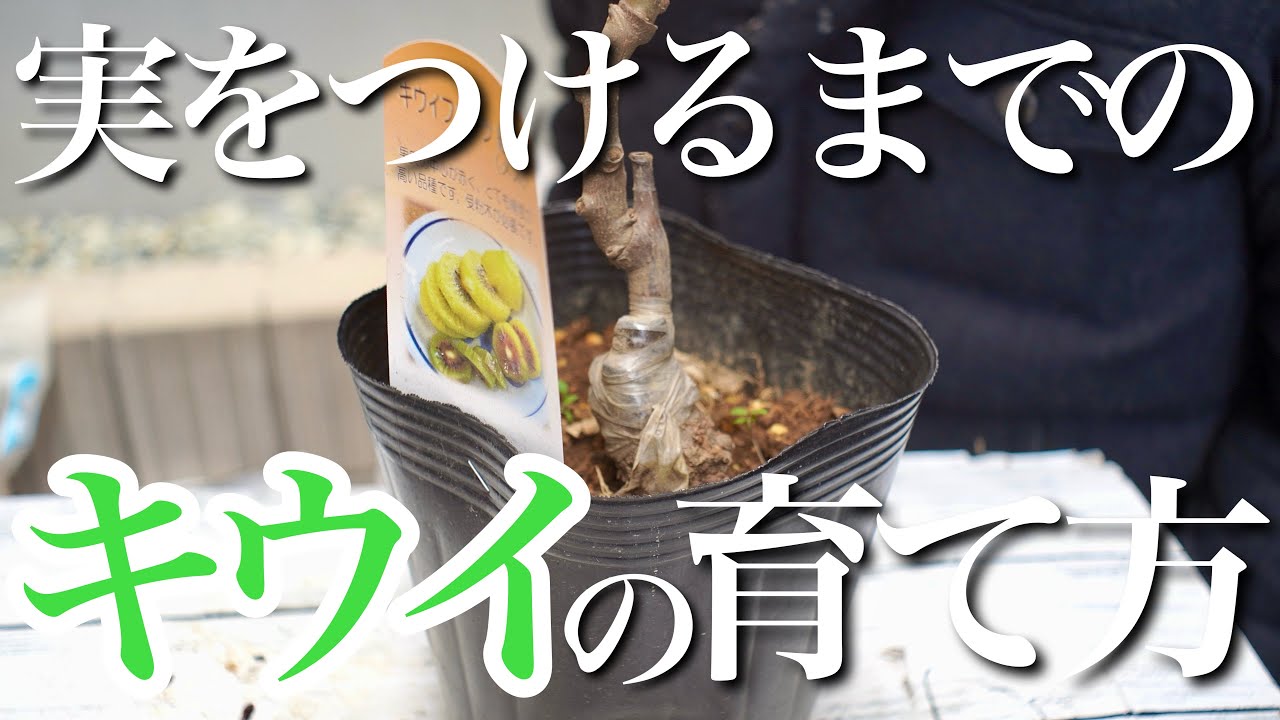 【キウイ】実を付けるまでの1年のサイクルと育て方を簡単に教えます