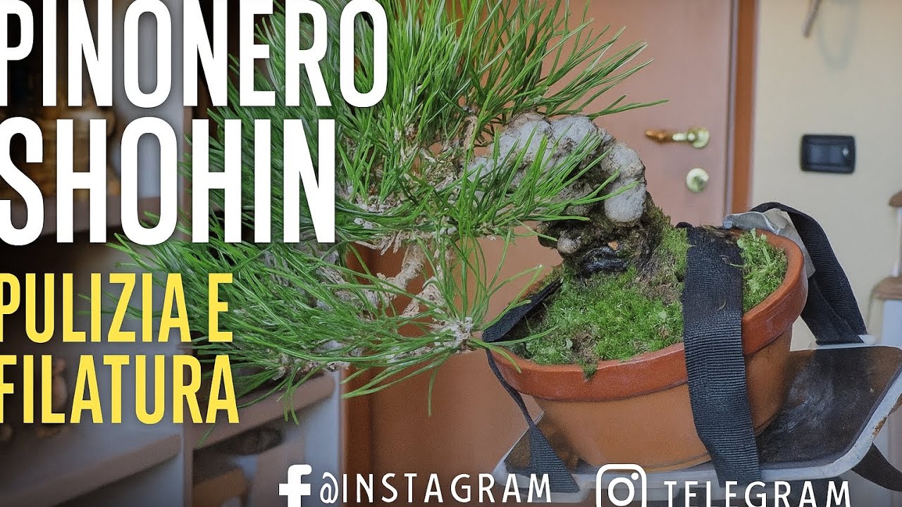 Pino Nero Shohin – Pulizia, Filatura e Riposizionamento dei Palchi