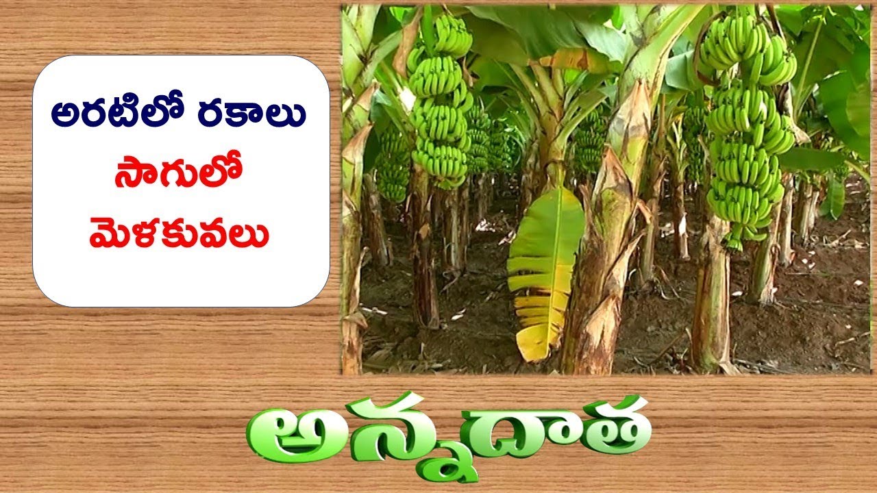 Banana Varieties & Plantation Techniques || ETV Annadata