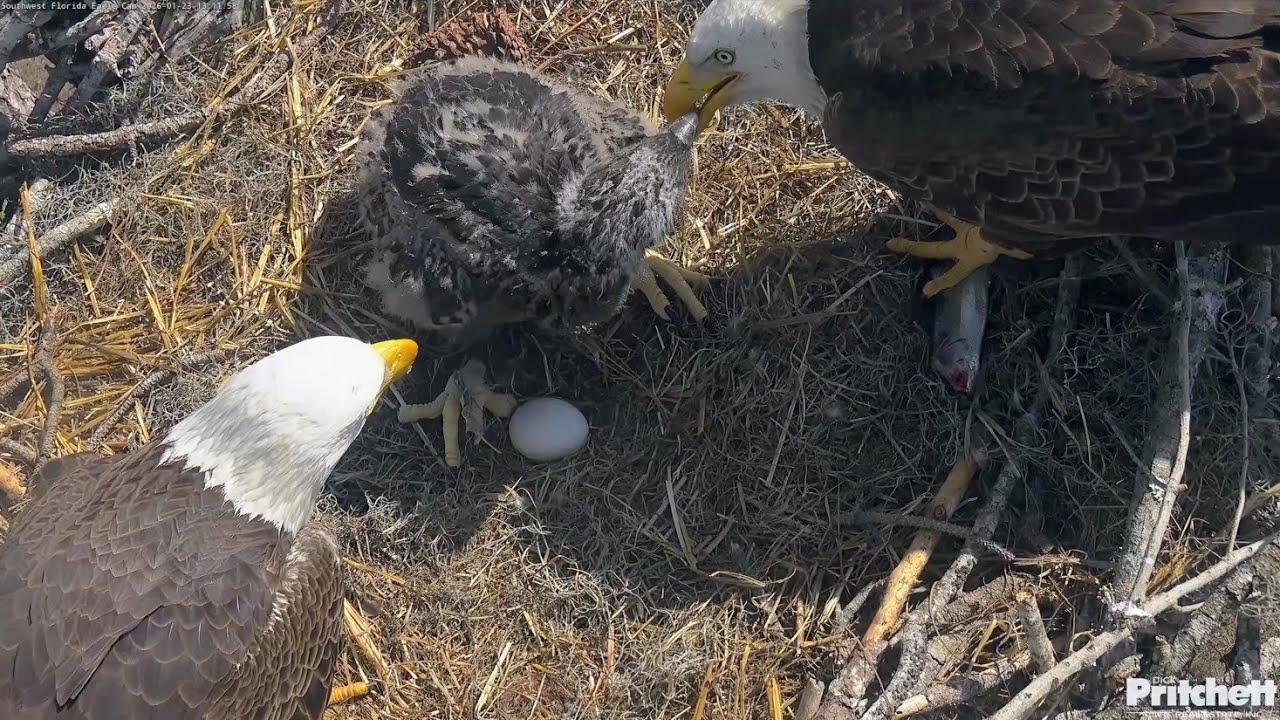 SWFL EAGLE CAM 2026.1.23 🐟Self-feeding of E26 and tandem feeding by parents.