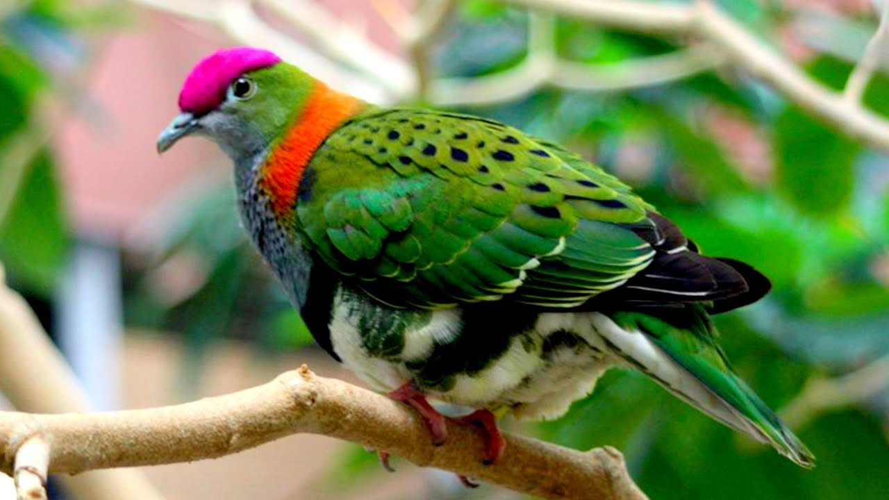 চমৎকার ১০ কবুতর | Top 10 Most Beautiful Pigeons | Colorful Birds Part-2 | Stunningly Beautiful Birds