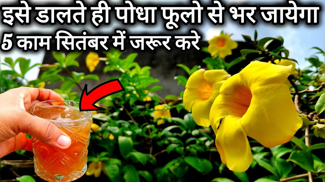 अलमांडा मे फूल नहीं आ रहा है तो 5 काम और 1खाद पौधा फूलों से भर जायेगा।Alamanda plant care fertilizer