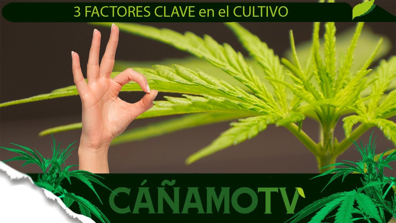 TRES FACTORES CLAVES del cultivo: ILUMINACI&Oacute;N, TEMPERATURA y HUMEDAD 💡 Mars Hydro FC-E4800