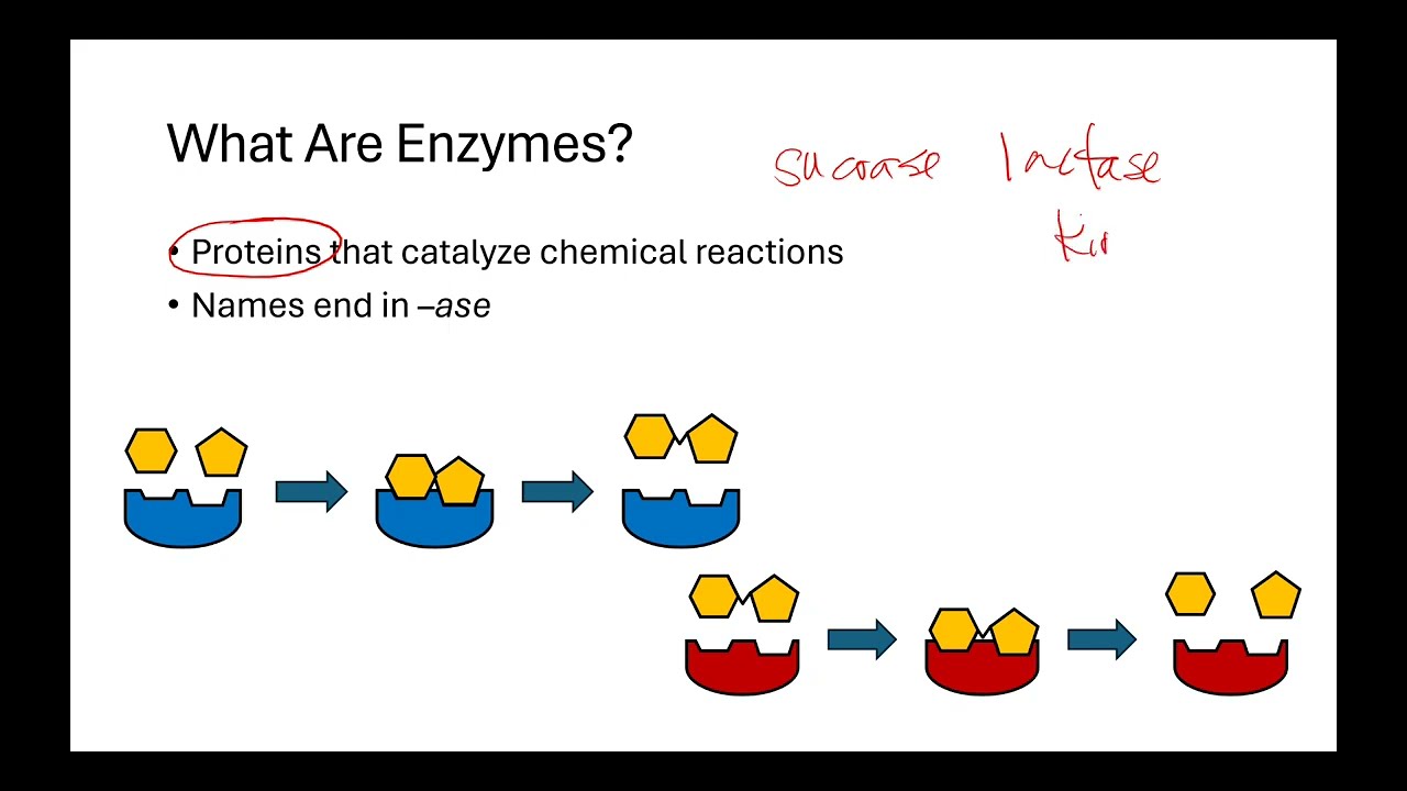 3.1 Enzymes