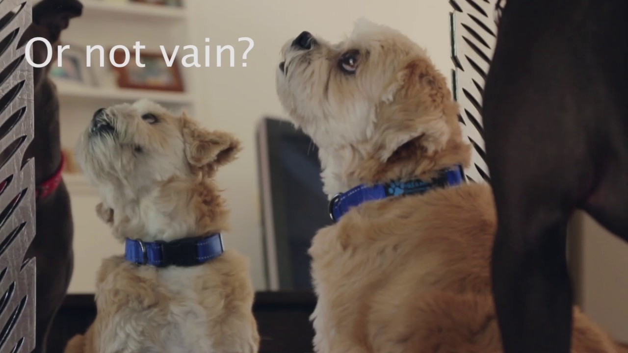 Do Dogs Recognize Their Reflection In The Mirror?