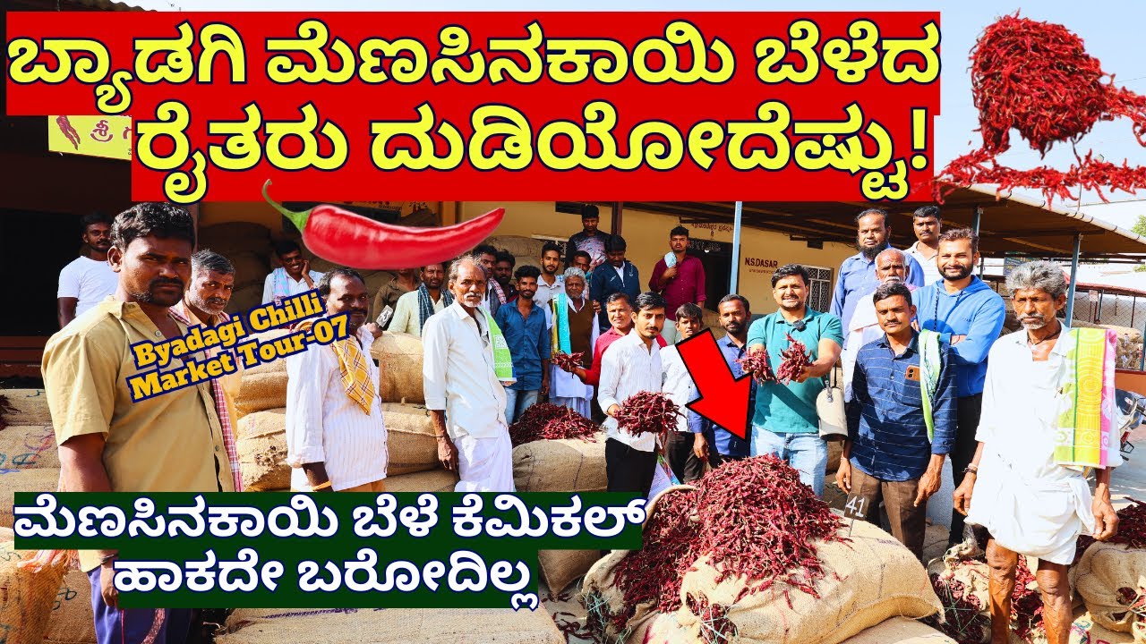 ಬ್ಯಾಡಗಿ ಮೆಣಸಿನಕಾಯಿ ಮಾರ್ಕೆಟ್ ನಲ್ಲಿ ರೈತರ ಕಷ್ಟ-ಸುಖ-Byadagi Chilli Market-💥E07-Kalamadhyama-#param