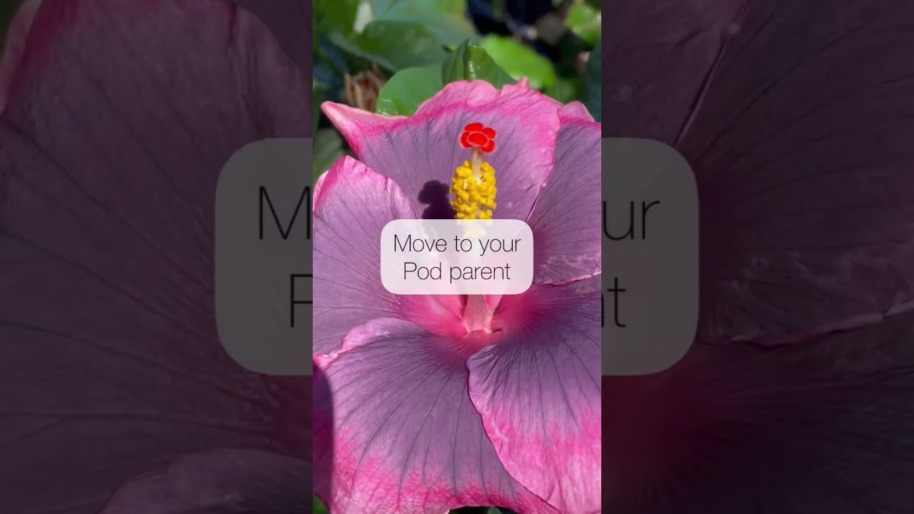 How to cross-pollinate tropical hibiscus. Hybridizing Hibiscus.