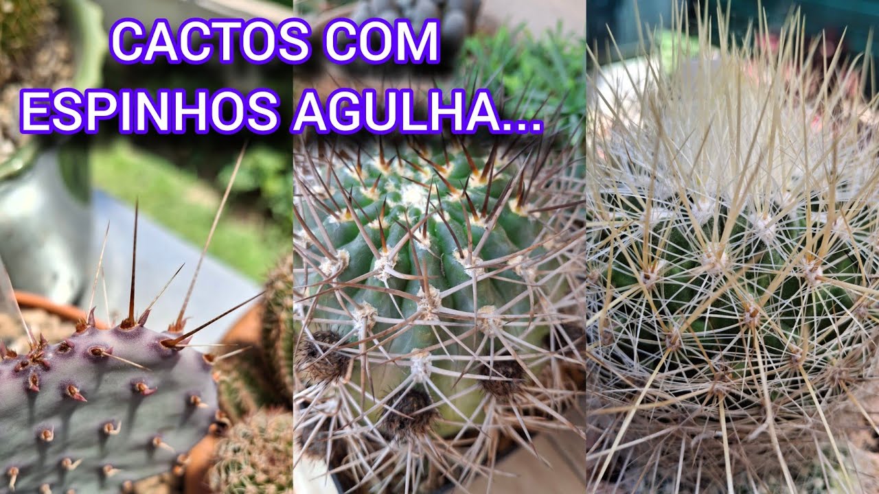 CACTOS COM ESPINHOS NO FORMATO DE AGULHA (DESAFIO)