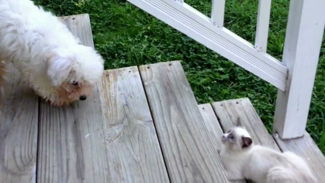 Puppy Hurts Himself Playing With Kitten