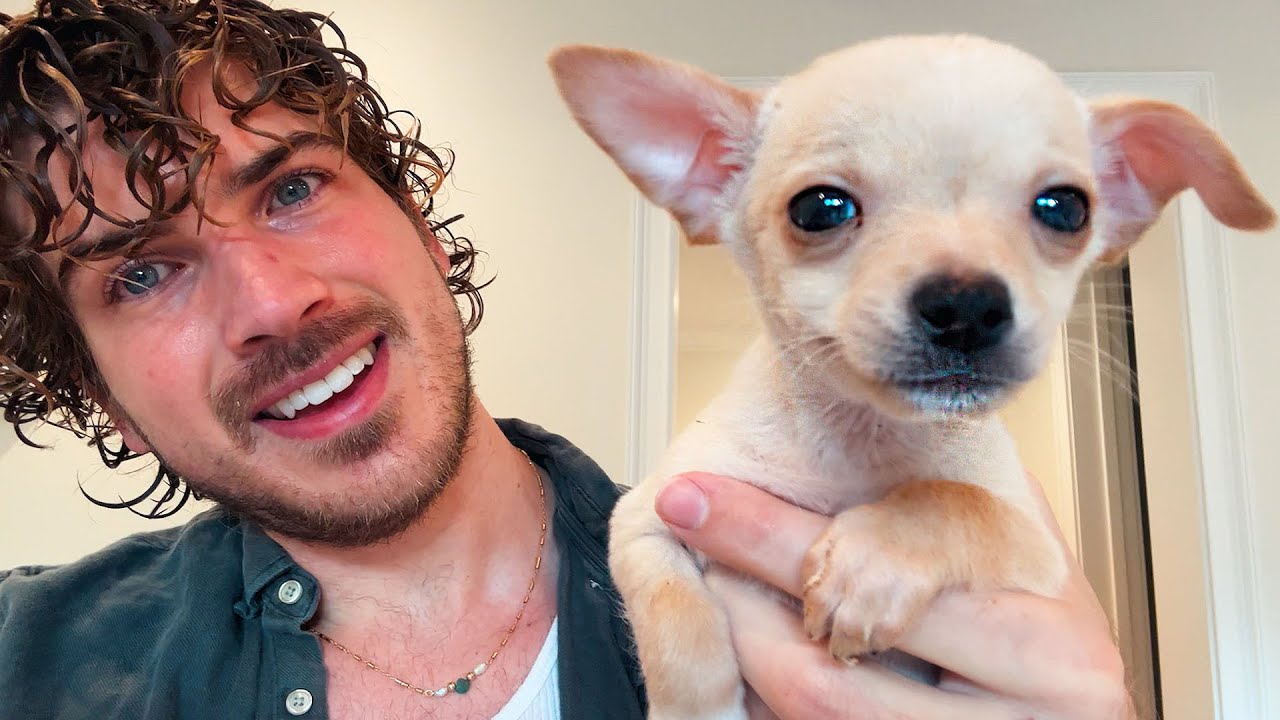 Saying Goodbye to My Rescue Chihuahua Puppies...