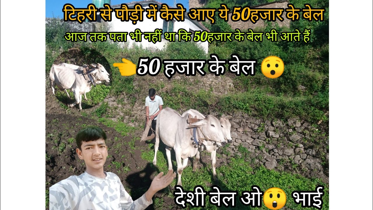 #टिहरी से लिए चाचा जी ने 50 हजार 😱के बैल 🤫#बेलों की कीमत इतनी ज्यादा होती है मेने सोचा नही था॥😯