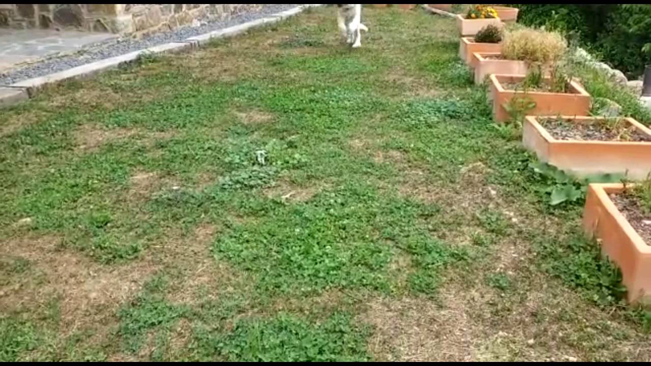 La Kiba a Nev&agrave;