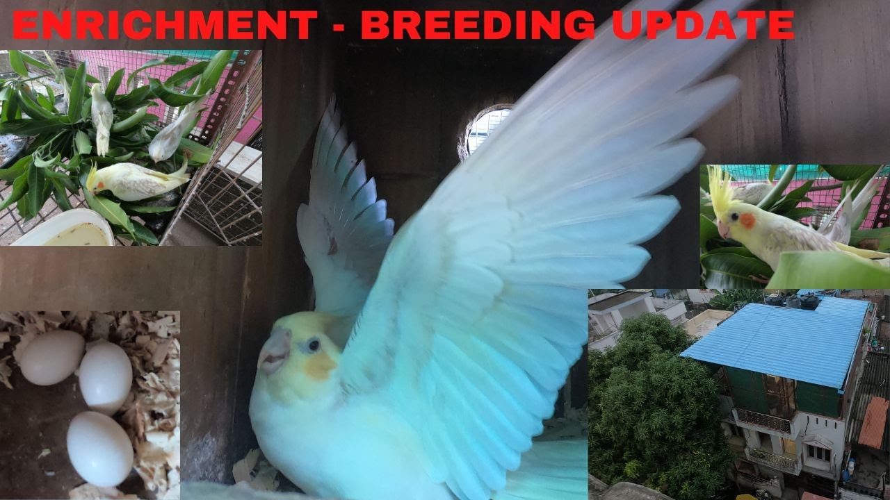 Breeding Update and Enrichment Mango tree branches at outdoor tamizhan