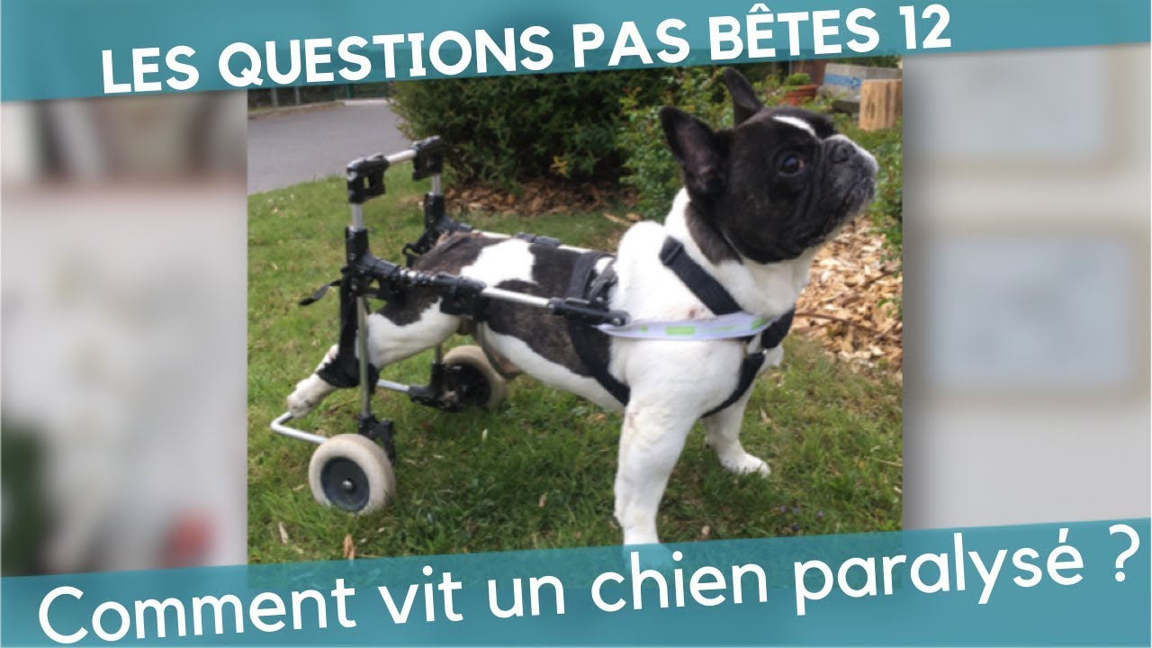 LQPB 12 : Comment vivent les chiens paralysés ?