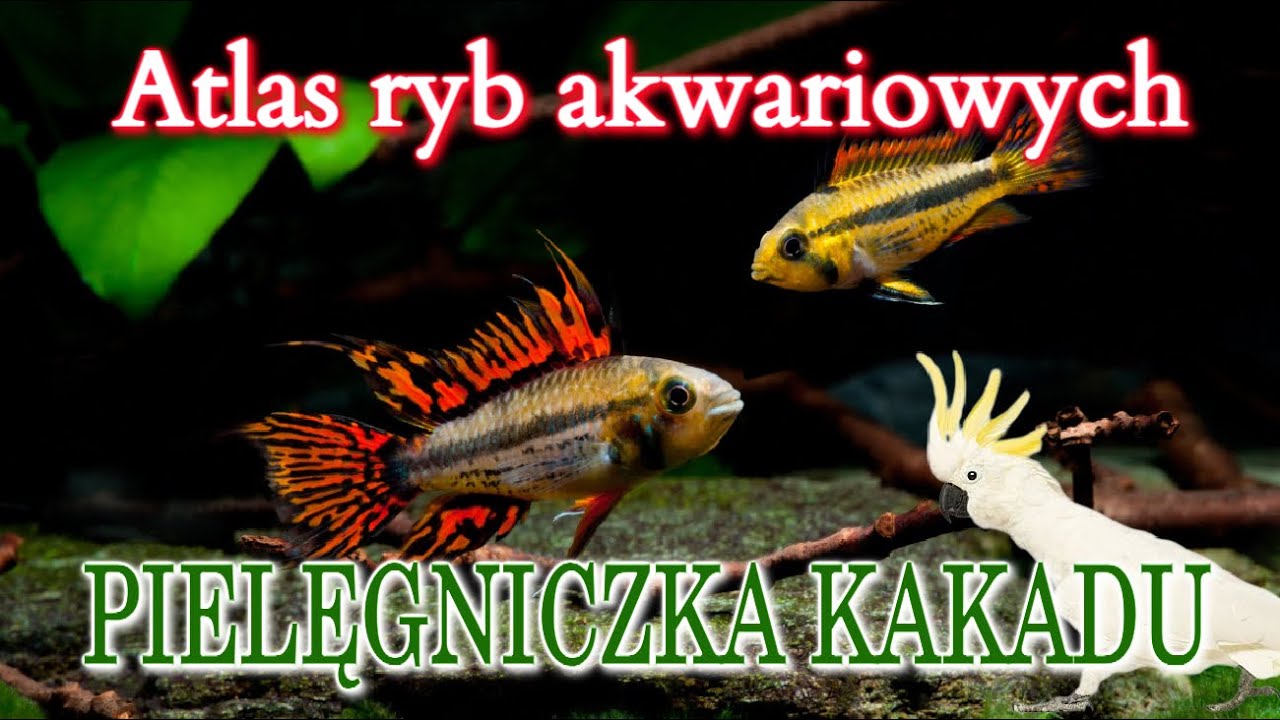 Pielęgniczka Kakadu | Apistogramma Cacatuoides | Opowiada Patryk Jaworski