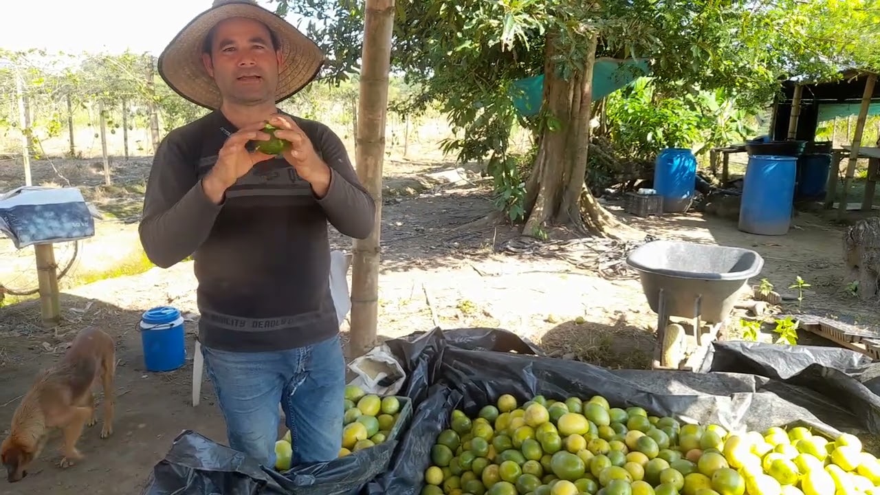 Recolectando maracuyá verde para madurar.