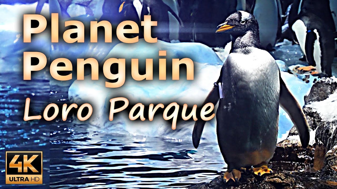 Planet Penguin, the spectacular penguin facility in the world / Tenerife, Spain / 4K