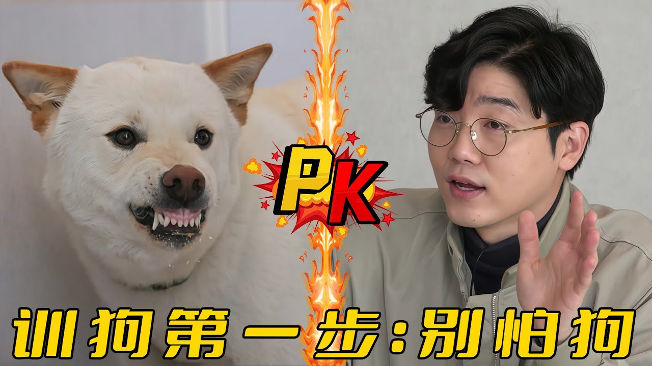 珍島犬咬遍一家四口，不僅把房子占爲己有，出門還要主人專車接送