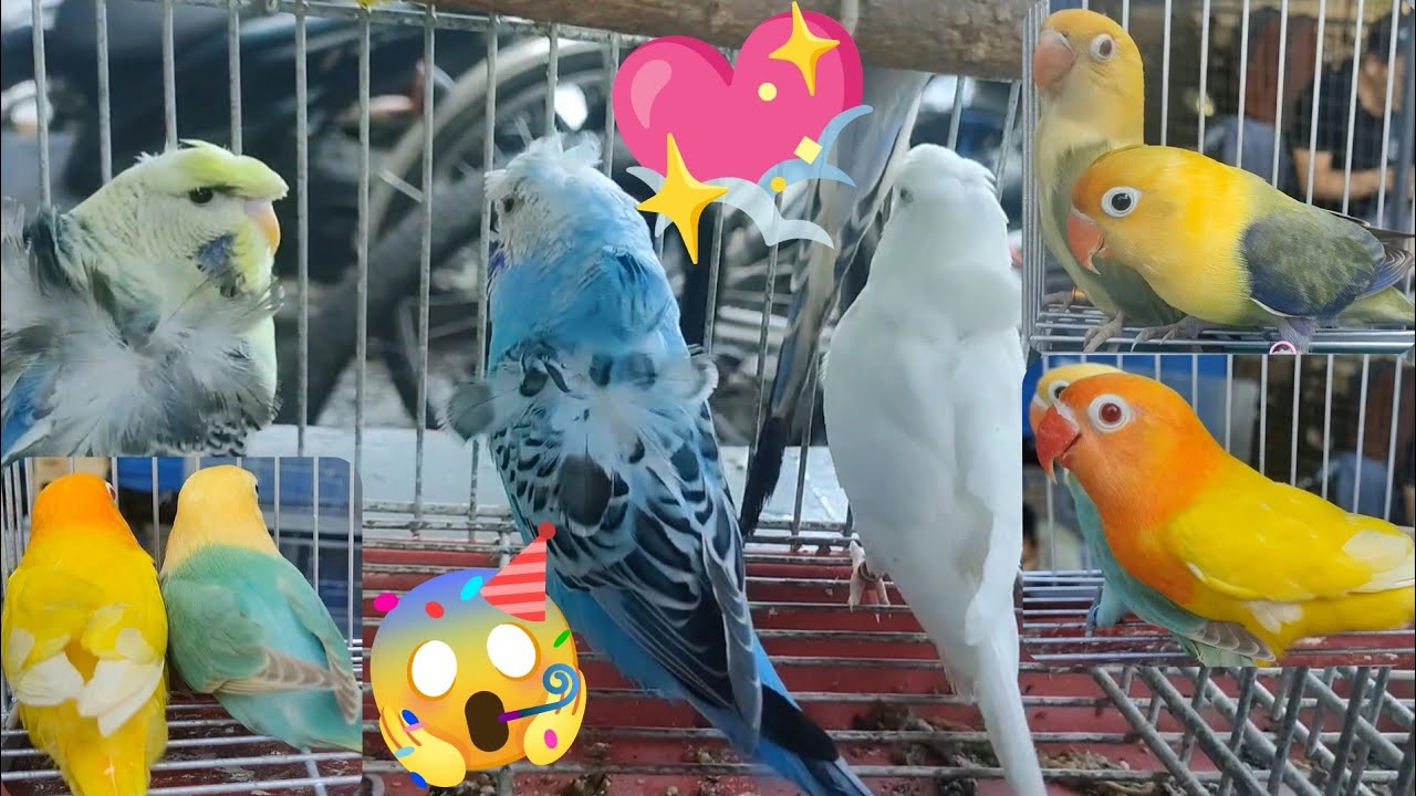 Vlog495 Napaaga Si D4nuc Sa Malabon Pet Market 🦜🥰🦜😱🦜